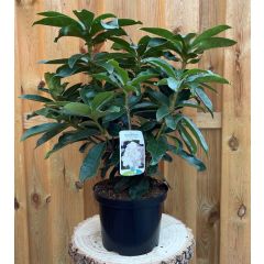 Rhododendron Gomer Waterer groenblijvende heester rododendron met witte bloemen ca. 60-70cm incl. pot Warentuin Natuurlijk