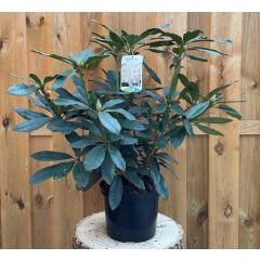 Rhododendron Madame Masson groenblijvende heester rododendron met witte bloemen ca. 60-70cm incl. pot Warentuin Natuurlijk