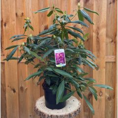 Rhododendron Marcel Menard groenblijvende heester rododendron met paarse bloemen ca. 60-70cm incl. pot Warentuin Natuurlijk