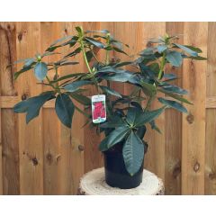 Rhododendron Markeetas Prize groenblijvende heester rododendron met rode bloemen ca. 60-70cm incl. pot Warentuin Natuurlijk