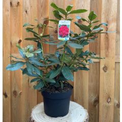 Rhododendron Nove Zembla groenblijvende heester rododendron met rode bloemen ca. 60-70cm incl. pot Warentuin Natuurlijk