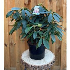 Rhododendron Percy Wiseman groenblijvende heester rododendron met roze bloemen ca. 60-70cm incl. pot Warentuin Natuurlijk
