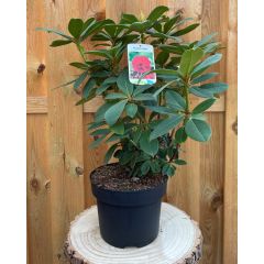 Rhododendron Red Jack groenblijvende heester rododendron met rode bloemen ca. 60-70cm incl. pot Warentuin Natuurlijk
