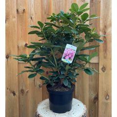 Rhododendron Rocket groenblijvende heester rododendron met paarse bloemen ca. 60-70cm incl. pot Warentuin Natuurlijk