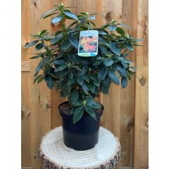 Rhododendron Saffrano groenblijvende heester rododendron met rode bloemen ca. 60-70 cm incl. pot Warentuin Natuurlijk