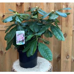 Rhododendron Scintillation groenblijvende heester rododendron met roze bloemen ca. 60-70cm incl. pot Warentuin Natuurlijk