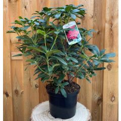 Rhododendron Scyphocalix groenblijvende heester rododendron met roze bloemen ca. 60-70cm incl. pot Warentuin Natuurlijk
