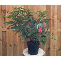 Rhododendron Wilgens Ruby groenblijvende heester rododendron met roze bloemen ca. 60-70cm incl. pot Warentuin Natuurlijk
