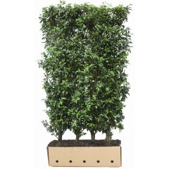 Prunus lusitanica Angustifolia Heg haag  H120 x 100cm breed  QuickHedge