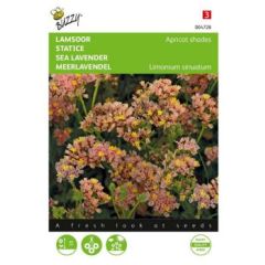Zaden limonium lamsoor apricot shades 0.2 gram Buzzy