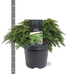 Tsuga canadensis Jeddeloh 30-40 cm Conifeer Oostelijke hemlockspar Warentuin Natuurlijk