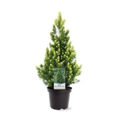 Picea glauca Rainbow s End 30-40 cm Conifeer Witte spar Warentuin Natuurlijk