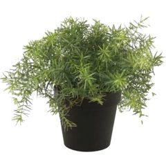 Asparagus bush 10 cm lt green in black pot 9.5 cm Emerald