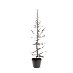 Cedrus libani Glauca 80-100 cm Conifeer Libanonceder Warentuin Natuurlijk