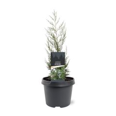 Juniperus chinensis Keteleeri 25-30 cm Conifeer Chinese jeneverbes Warentuin Natuurlijk