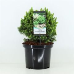 Picea glauca Alberta Globe 25-30 cm Conifeer Witte spar Warentuin Natuurlijk