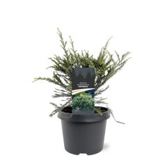 Sequoia sempervirens Adpressa 30-40 cm Conifeer Kustmammoetboom Warentuin Natuurlijk