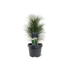 Pinus nigra Green Tower 25-30 cm Conifeer Zwarte den Warentuin Natuurlijk