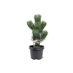 Pinus nigra Oregon Green 30-40 cm Conifeer Zwarte den Warentuin Natuurlijk