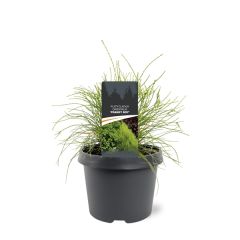 Platycladus orient. Franky Boy 25-30 cm Conifeer Oosterse levensboom Warentuin Natuurlijk