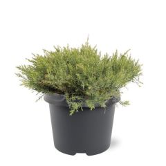 Juniperus davurica Leningrad 30-40 cm Conifeer Jeneverbes Warentuin Natuurlijk