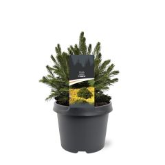 Picea abies Tompa 15-20 cm Conifeer Fijnspar Warentuin Natuurlijk