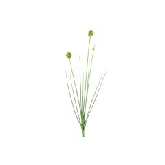 Allium cepa groen Countryfield