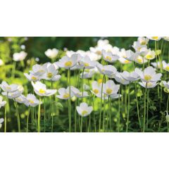 Anemonen veld 130x70cm Tuinschilderij Customize-it