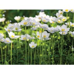 Anemonen veld 70x50cm Tuinschilderij Customize-it