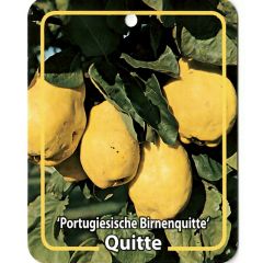 Cydonia Portugiesische Birnenquitte Obstbaum Oosterik Home