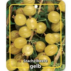 Obstpflanze Ribus Uva-Crispa Stachelbeere Gelb Obstbaum Oosterik Home