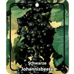 Obstpflanze Ribus Nigrum Schwarzer Stachelbeerbaum Obstbaum Oosterik Home