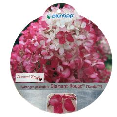 Hortensia Paniculata Diamant Rouge Warentuin Natuurlijk