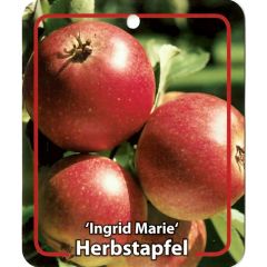Malus Domestica Ingrid Marie fruitboom Appel Oosterik Home