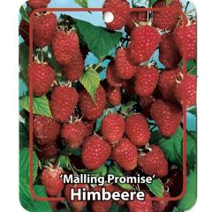Obstpflanze Rubus Idaeus Malling Promise Obstbaum Oosterik Home
