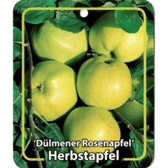 Malus Domestica Dulmener Rosenapfel fruitboom Appel Oosterik Home