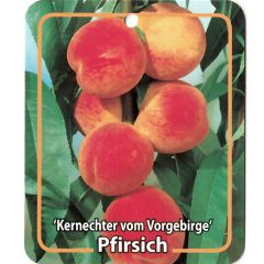 Prunus Persica Kernechter vom Vorgebirge fruitboom Perzik Oosterik Home