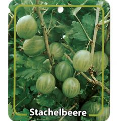 Obstpflanze Ribus Uva-Crispa Grune Stachelbeere Obstbaum Oosterik Home