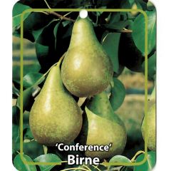 Pyrus Communis Birne Conference fruitboom Peer Oosterik Home