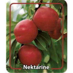 Prunus Persica Var. Nucipersica Nektarine fruitboom Perzik Oosterik Home