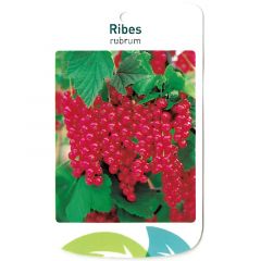 Obstpflanze Ribus Rubrum Obstbaum Oosterik Home