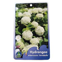 Hortensia Arborescens Annabelle Warentuin Natuurlijk