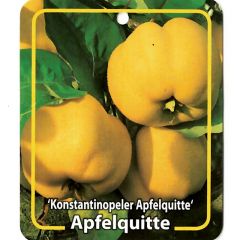 Cydonia Konstantinopeler Apfelquitte Obstbaum Oosterik Home