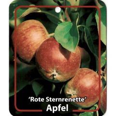 Malus Domestica Rote Sternrenette fruitboom Appel Oosterik Home