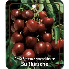 Prunus Avium Grosse Schwarze Knorpelkirsche fruitboom Zoete kers Oosterik Home