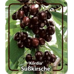 Prunus Avium Kordia fruitboom Zoete kers Oosterik Home