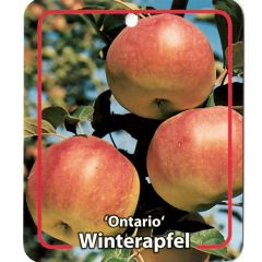Malus Domestica Ontario fruitboom Appel Oosterik Home