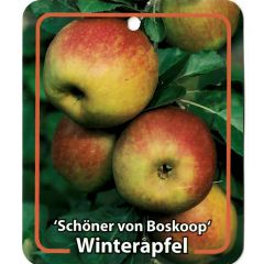Malus Domestica Schoner von Boskoop fruitboom Appel Oosterik Home