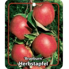 Malus Domestica Braeburn fruitboom Appel Oosterik Home