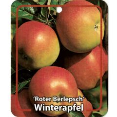 Malus Domestica Roter Berlepsch fruitboom Appel Oosterik Home